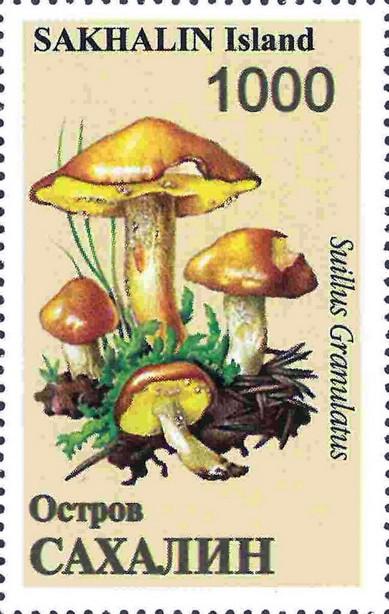 Mushrooms