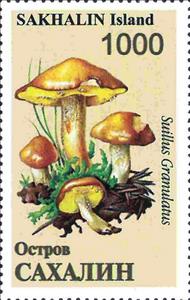 Stamp, Mushrooms, Russia, Sakhalin,  , Mushrooms
