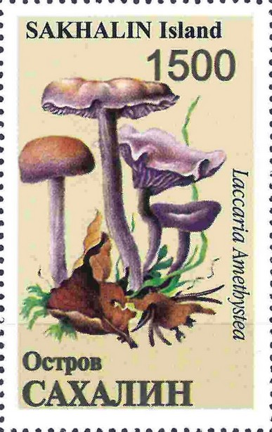 Mushrooms