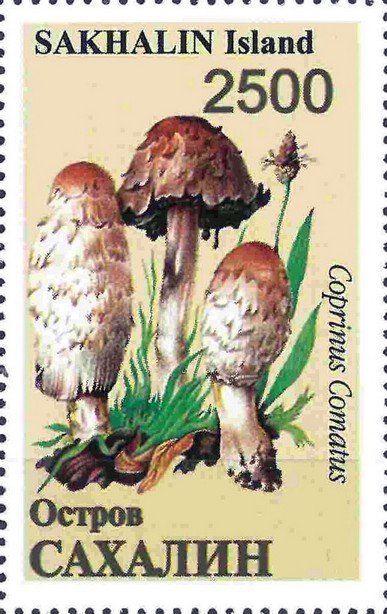 Mushrooms