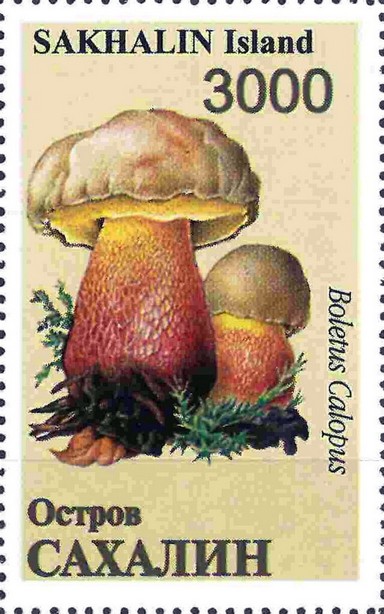Mushrooms