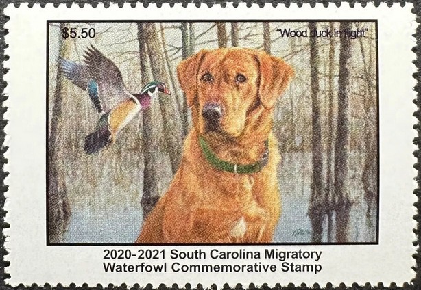 Wood duck (Aix sponsa), red labrador
