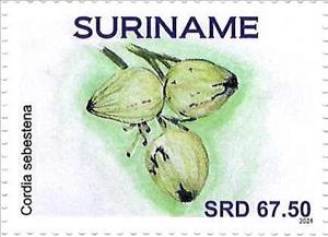 Stamp, Cordia sebestena, Suriname,  , Fruits and Berries