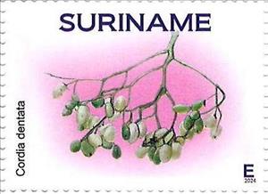 Stamp, Cordia sebestena, Suriname,  , Fruits and Berries