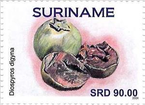 Stamp, Diospyros digyna, Suriname,  , Fruits and Berries