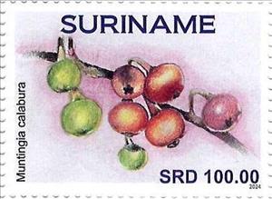 Stamp, Muntingia calabura, Suriname,  , Fruits and Berries