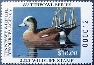 Stamp, American wigeon (Mareca americana), Tennessee (TN),  , Animals (Fauna), Birds, Ducks, Hunting