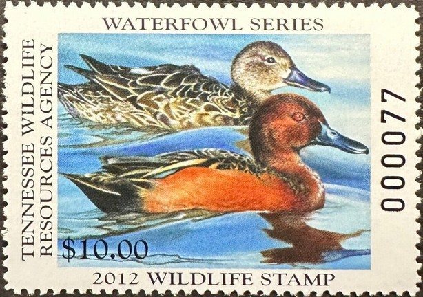 Cinnamon teal (Spatula cyanoptera)