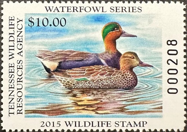 Green-winged teal (Anas carolinensis)