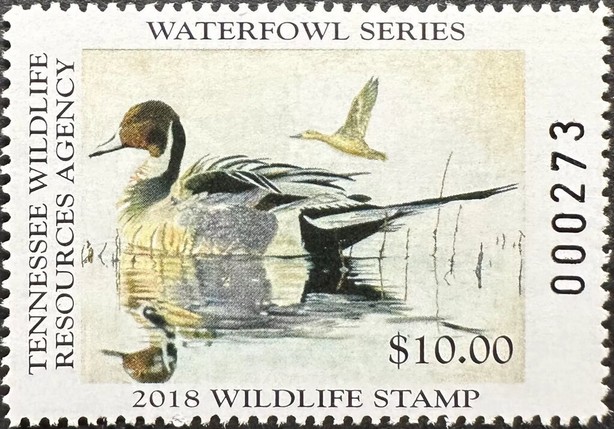 Northern pintail (Anas acuta)