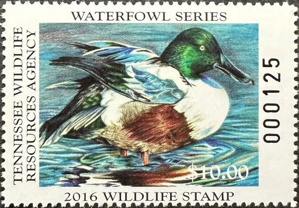 Northern shoveler (Spatula clypeata)