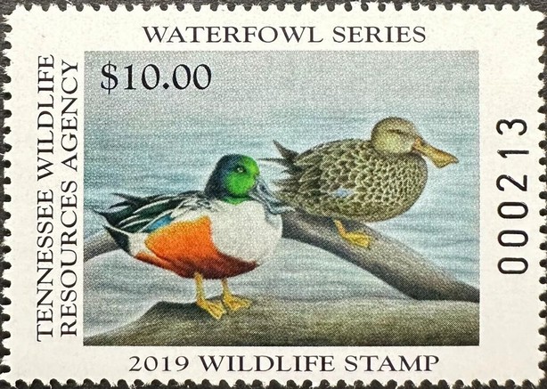 Northern shoveler (Spatula clypeata)