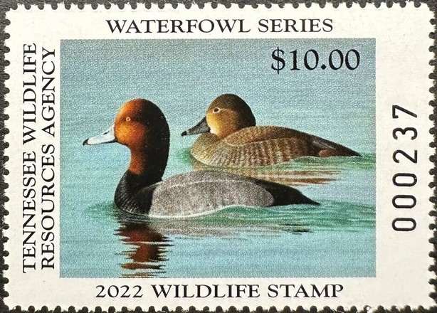 Redhead (Aythya americana)
