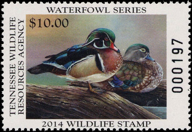 Wood duck (Aix sponsa)