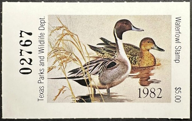 Northern pintail (Anas acuta)
