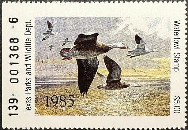 Snow goose (Anser caerulescens)