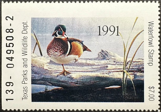 Wood duck (Aix sponsa)