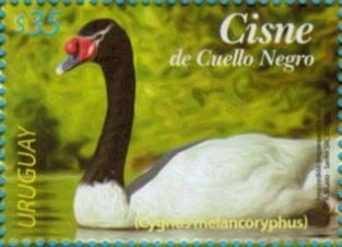 Black-Necked Swan (Cygnus melancoryphus)