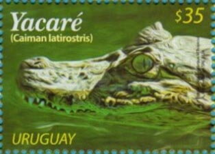Broad-Snouted Caiman (Caiman latirostris)