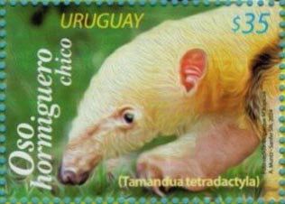 Collared Anteater (Tamandua tetradactyla)