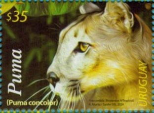 Cougar (Puma concolor)