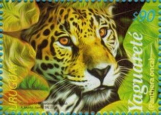 Jaguar (Panthera onca)