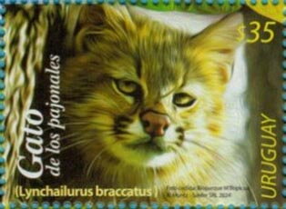 Pampas Cat (Lynchailurus braccattus)