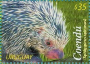 Paraguaian Hairy Dwarf Pporcupine (Sphiggurus spinosus)