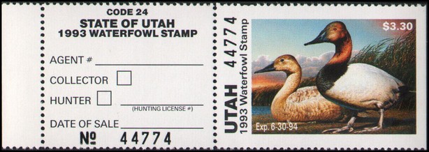 Canvasback (Aythya valisineria)