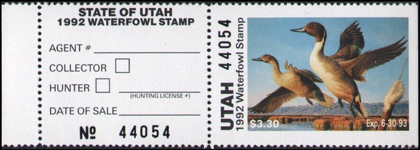Northern pintail (Anas acuta)