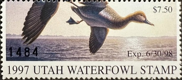 Stamp, Redhead (Aythya americana), female, Utah (UT),  , Animals (Fauna), Birds, Ducks, Hunting