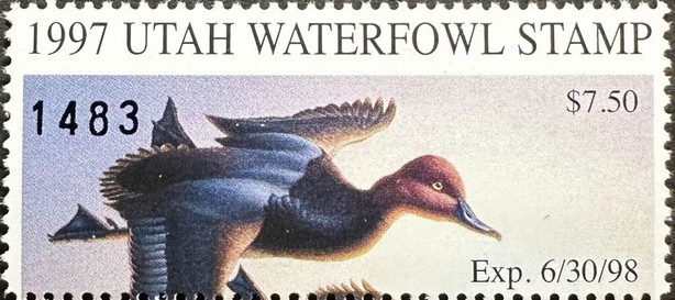 Redhead (Aythya americana), male