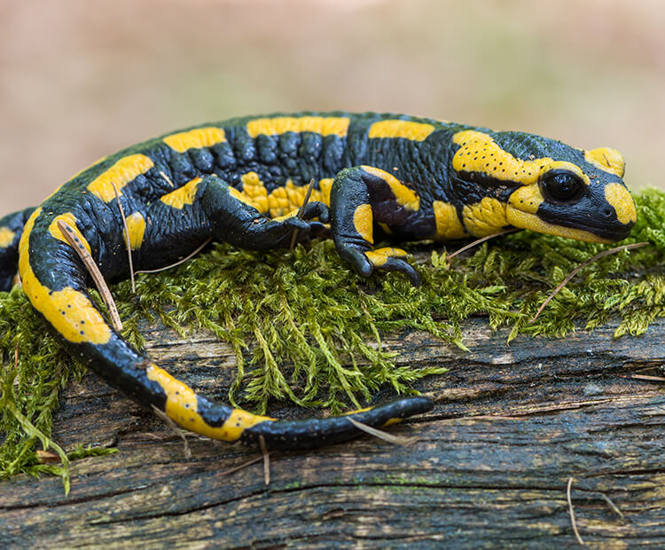 Salamander