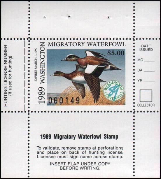American wigeon (Anas americana)