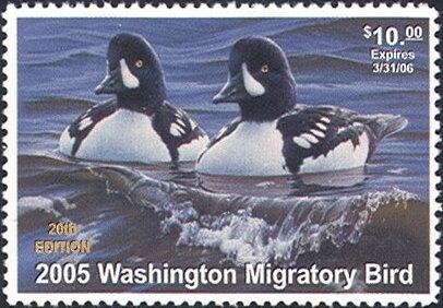 Barrow's goldeneye (Bucephala islandica)