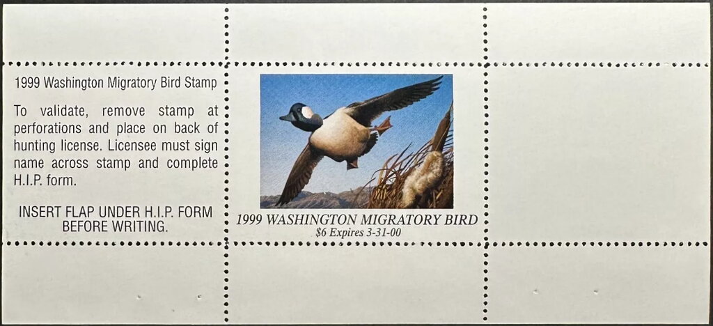 Bufflehead (Bucephala albeola)