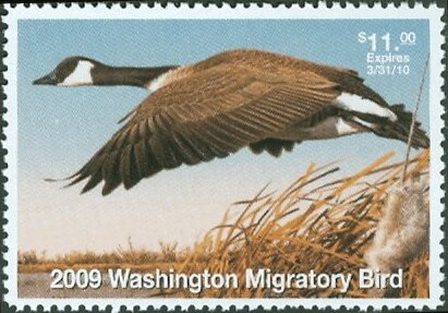 Canada goose (Branta canadensis)