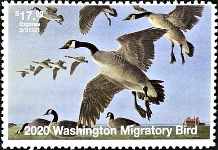 Canada goose (Branta canadensis)