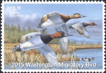 Canvasback (Aythya valisineria)