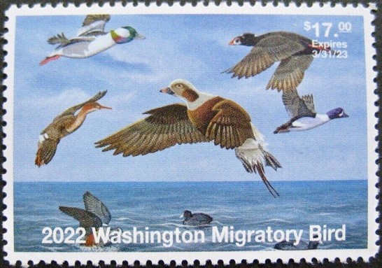 Ducks