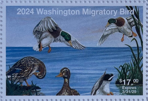 Ducks