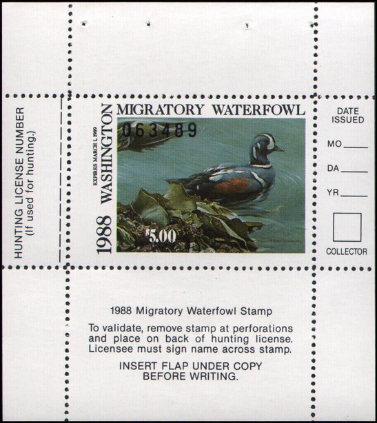 Harlequin duck (Histrionicus histrionicus)