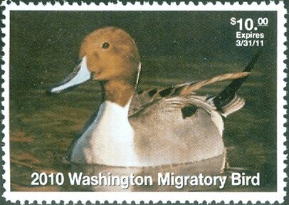 Northern pintail (Anas acuta)