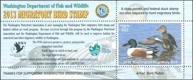 Northern shoveler (Spatula clypeata)