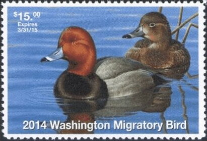 Redhead (Aythya americana)