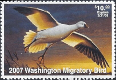 Ross's goose (Chen rossii)