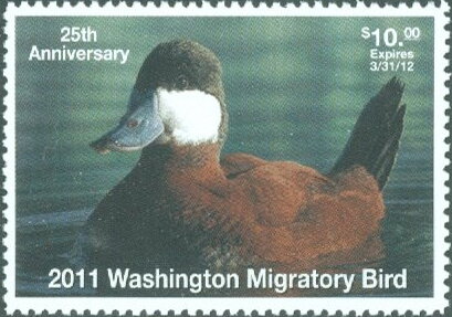 Ruddy duck (Oxyura jamaicensis)