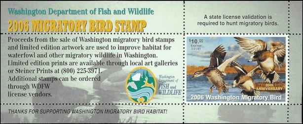 Wigeon, Mallard (Anas platyrhynchos)