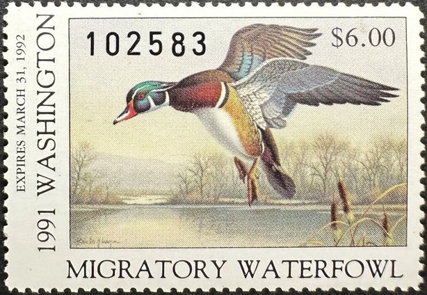 Wood duck (Aix sponsa)