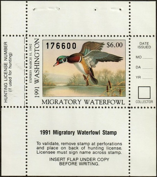 Wood duck (Aix sponsa)